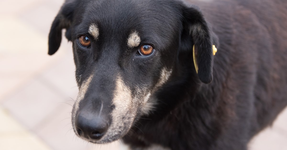 Stoppt illegalen Hunde Handel